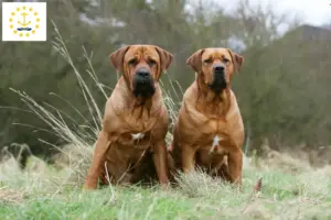 Read more about the article Tosa breeders and puppies in Rhode Island