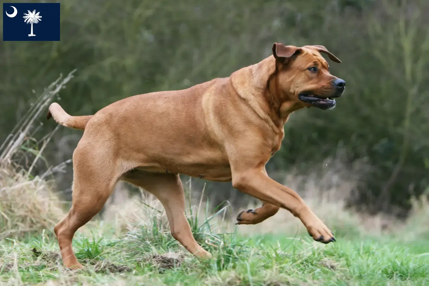Read more about the article Tosa breeders and puppies in South Carolina
