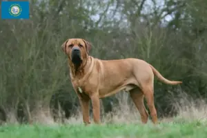 Read more about the article Tosa breeders and puppies in South Dakota