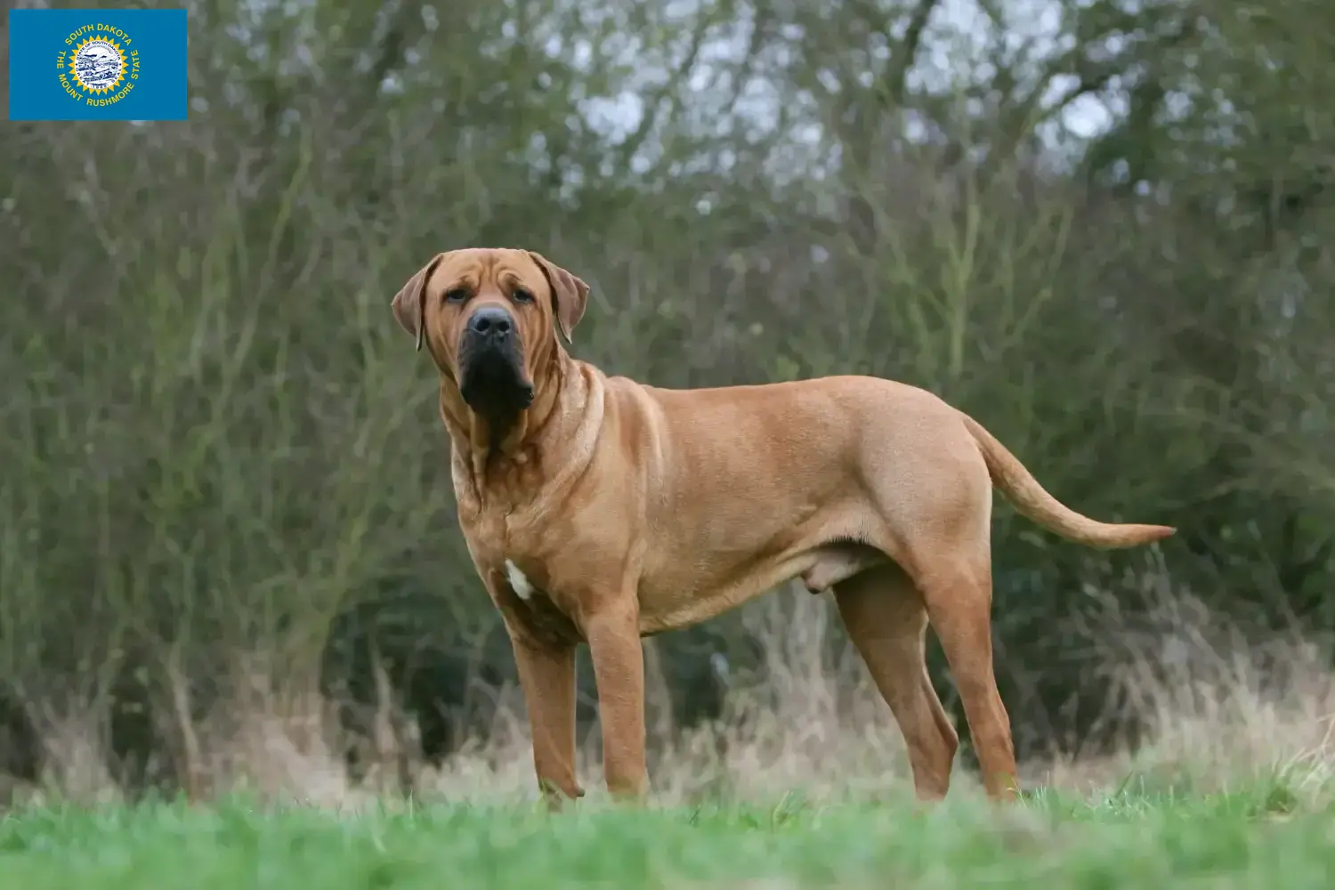 Read more about the article Tosa breeders and puppies in South Dakota