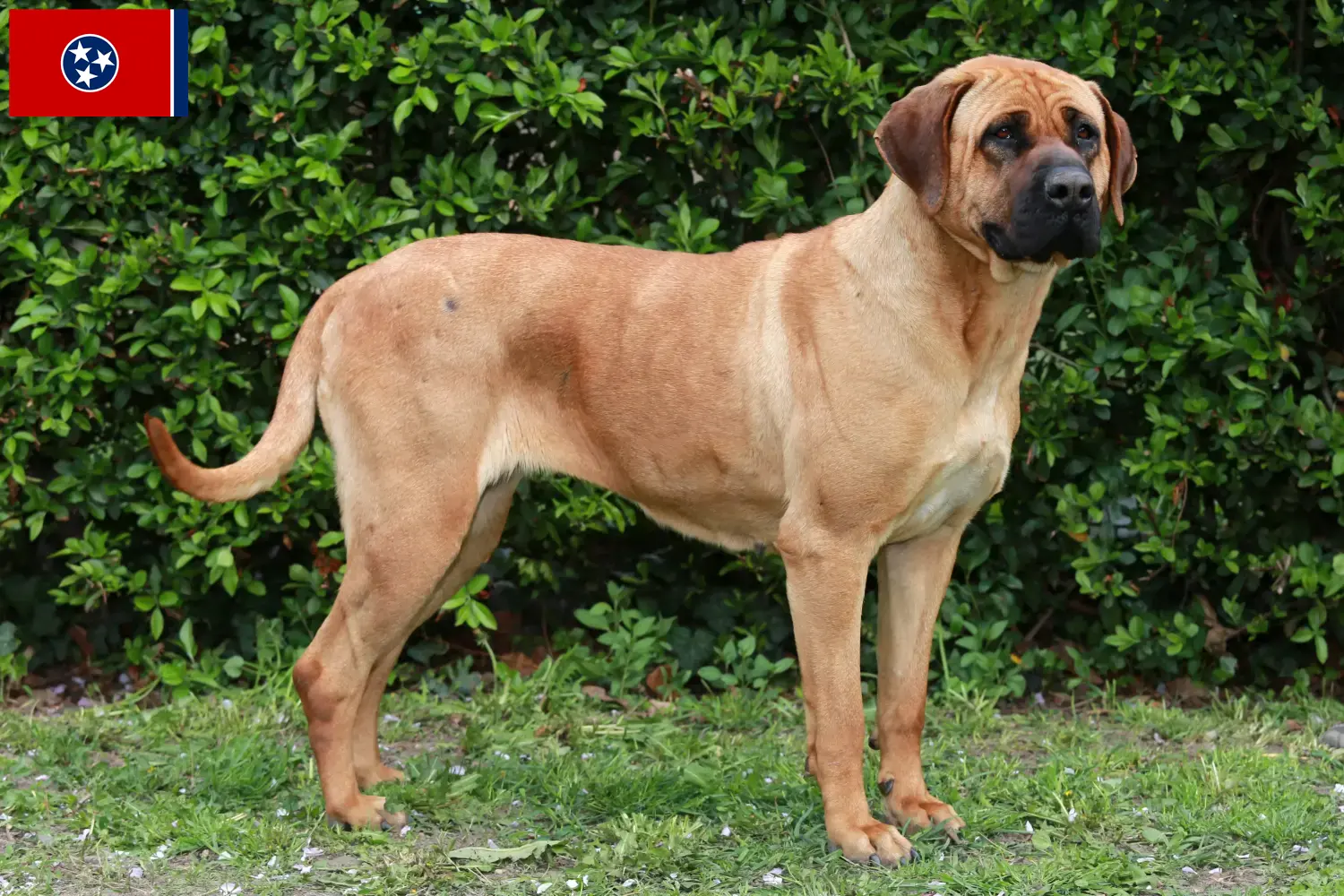 Read more about the article Tosa breeders and puppies in Tennessee