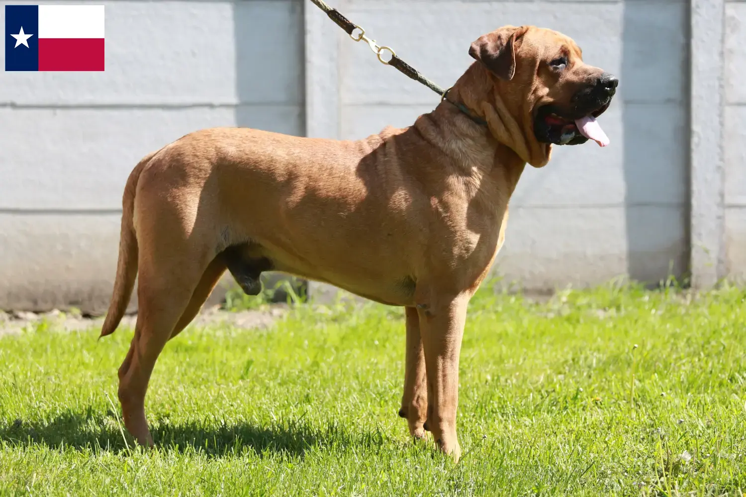 Read more about the article Tosa breeders and puppies in Texas