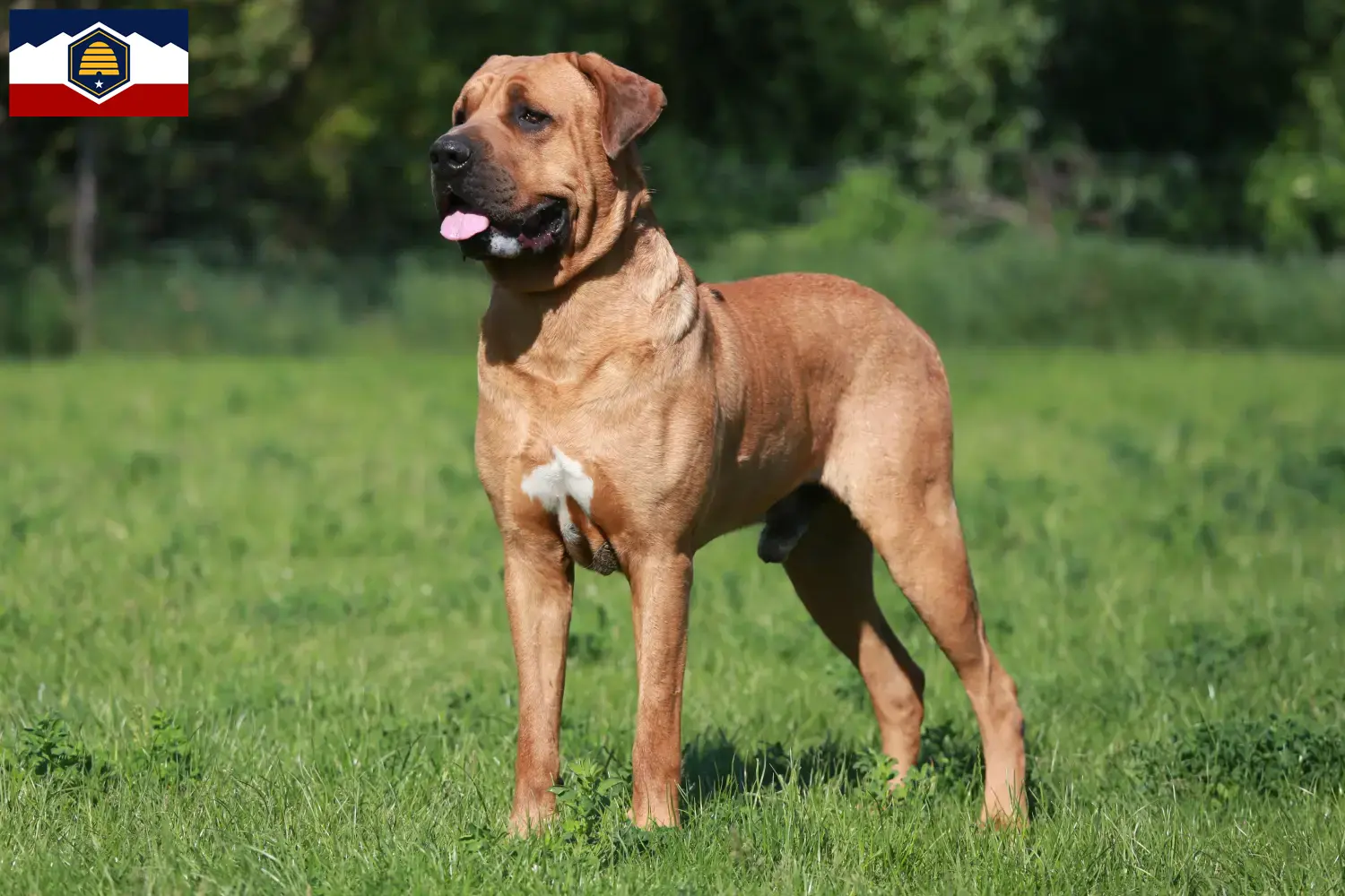 Read more about the article Tosa breeders and puppies in Utah