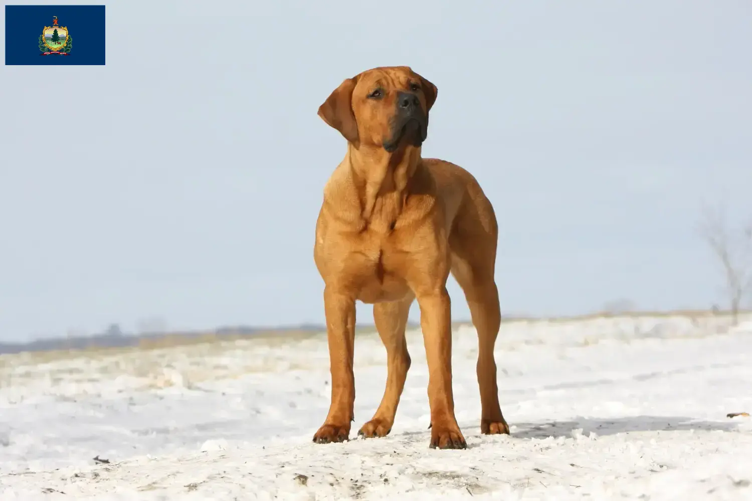 Read more about the article Tosa breeders and puppies in Vermont
