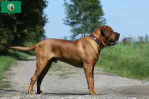 Read more about the article Tosa breeders and puppies in Washington