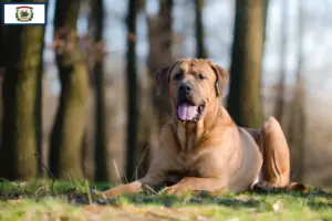Read more about the article Tosa breeders and puppies in West Virginia