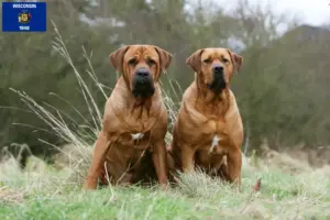 Read more about the article Tosa breeders and puppies in Wisconsin