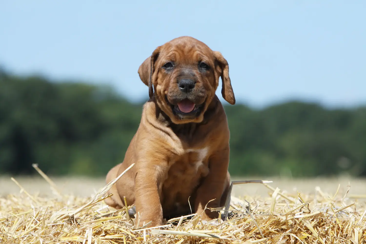 Buying a Tosa puppy means taking responsibility! Buy Tosa puppies.