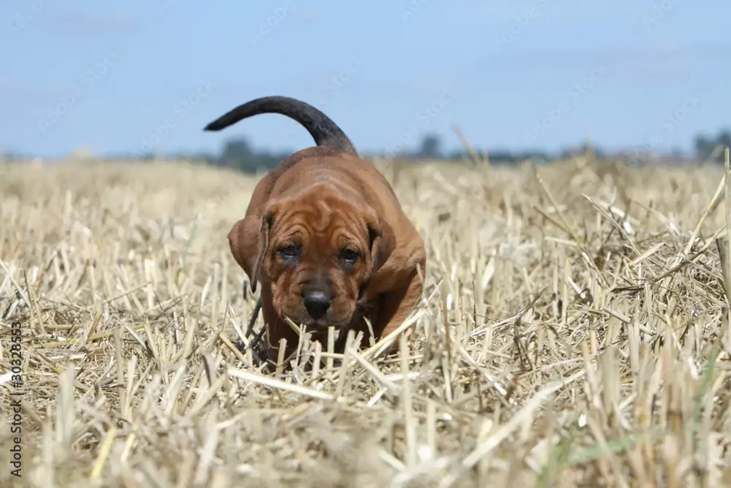 Buying a Tosa puppy means taking responsibility! Buy Tosa puppies.