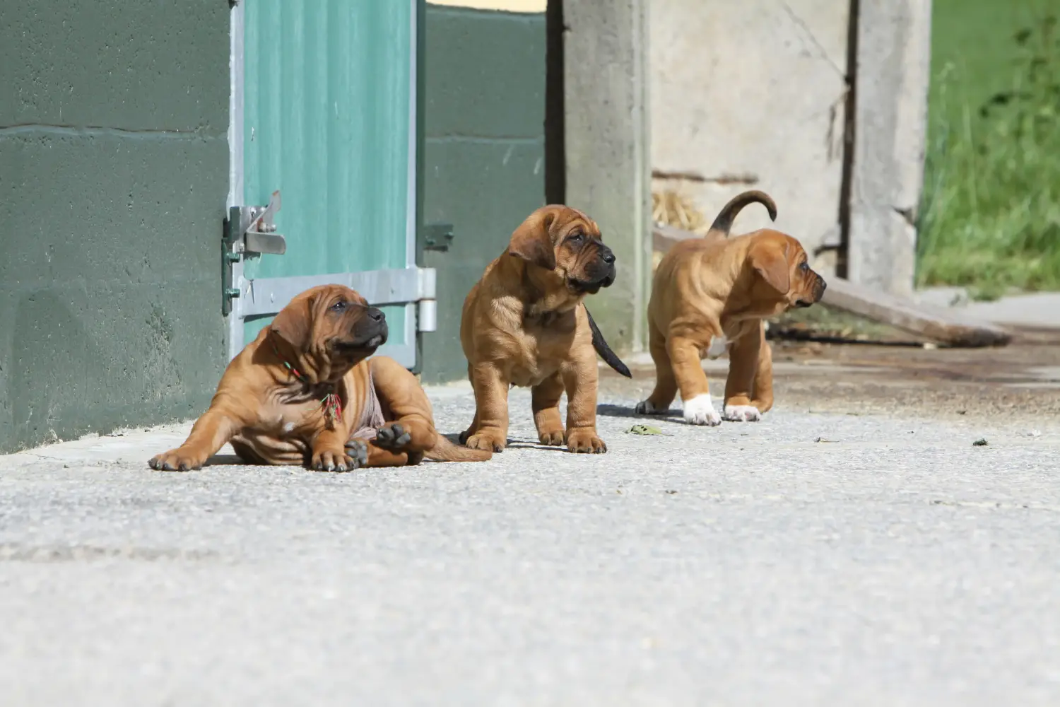 Buying a Tosa puppy means taking responsibility! Buy Tosa puppies.
