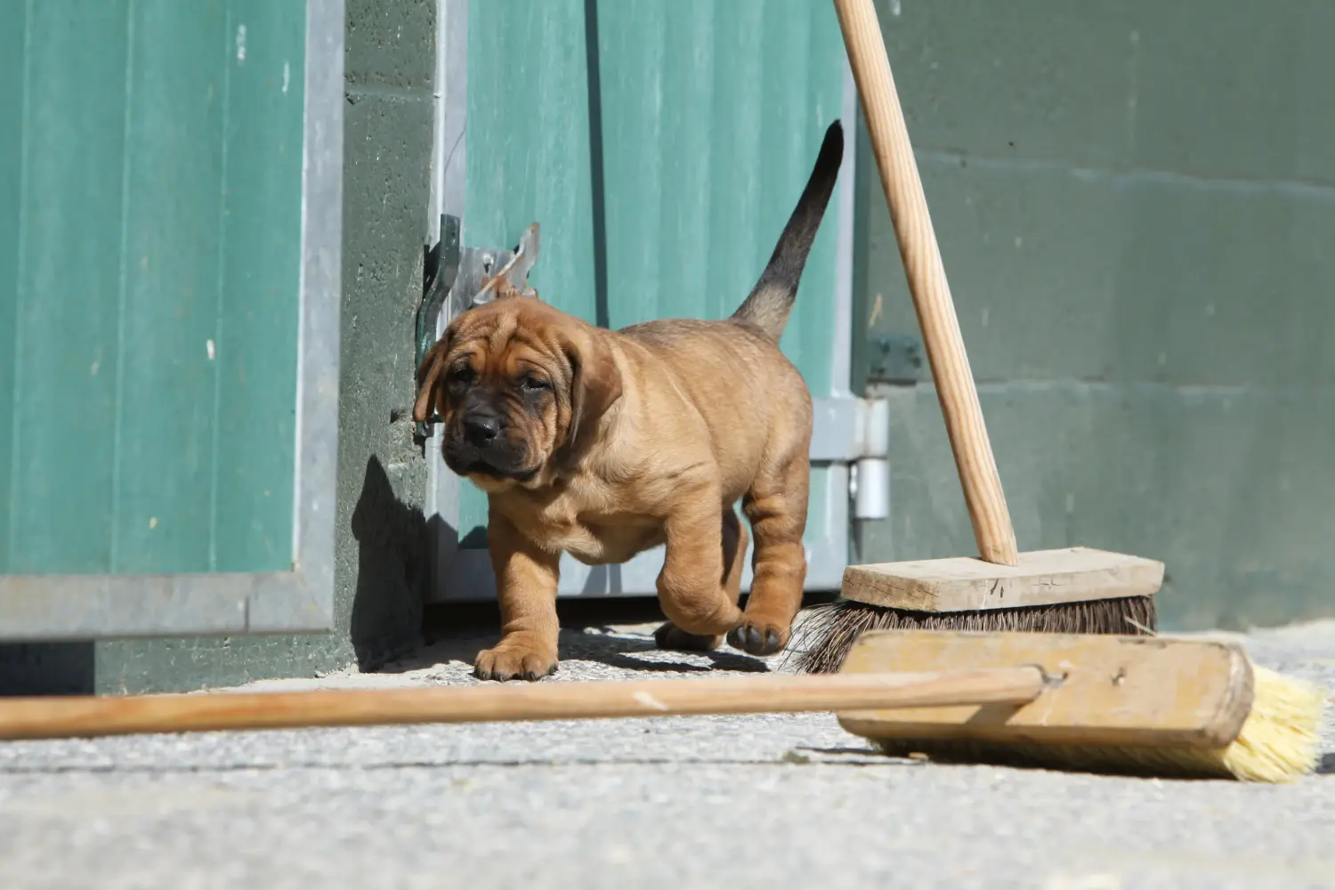 Buying a Tosa puppy means taking responsibility! Buy Tosa puppies.