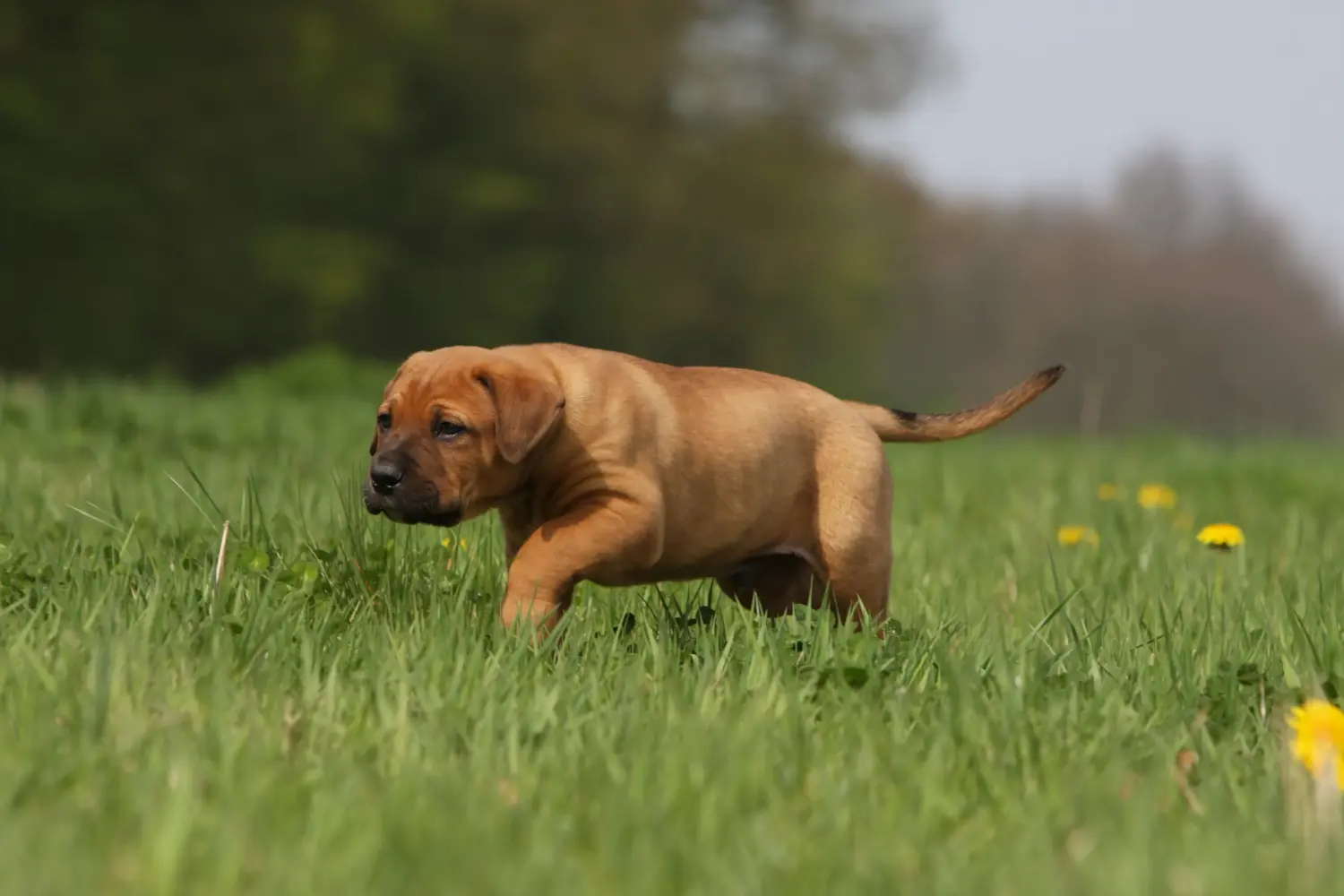 Buying a Tosa puppy means taking responsibility! Buy Tosa puppies.