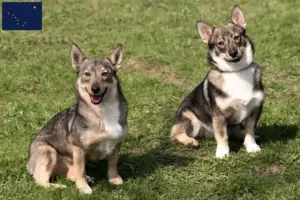 Read more about the article Västgötaspets breeders and puppies in Alaska