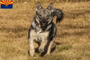 Read more about the article Västgötaspets breeders and puppies in Arizona