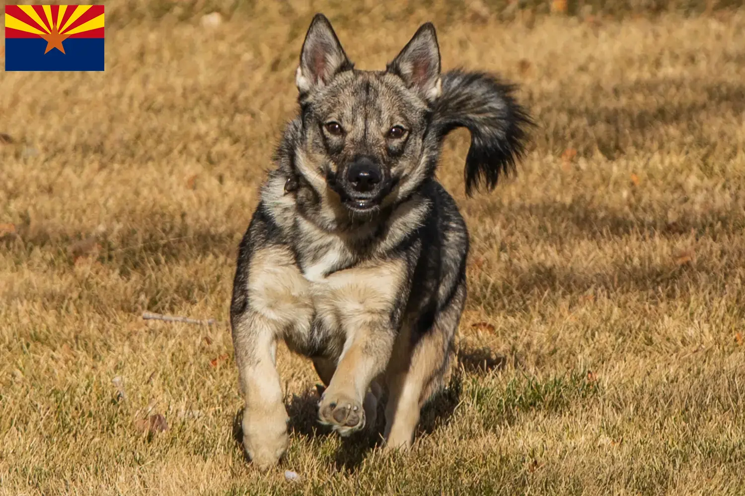 Västgötaspets puppies and breeder Arizona Here you can find Västgötaspets breeders in Arizona.