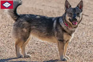 Read more about the article Västgötaspets breeders and puppies in Arkansas