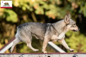 Read more about the article Västgötaspets breeders and puppies in California
