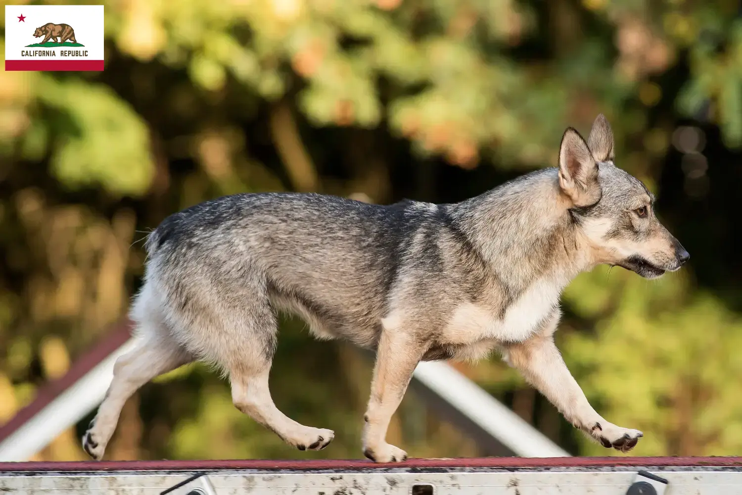 Västgötaspets puppies and breeder California Here you can find Västgötaspets breeders in California.
