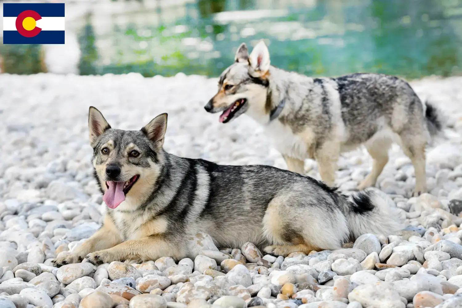 Västgötaspets puppies and breeder Colorado Here you can find Västgötaspets breeders in Colorado.