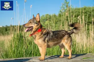 Read more about the article Västgötaspets breeders and puppies in Connecticut