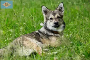 Read more about the article Västgötaspets breeders and puppies in Delaware
