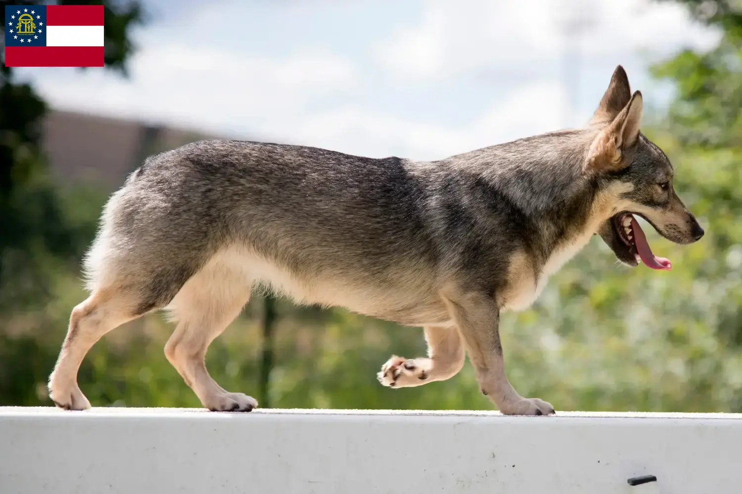 Västgötaspets puppies and breeders Georgia Here you can find Västgötaspets breeders in Georgia.