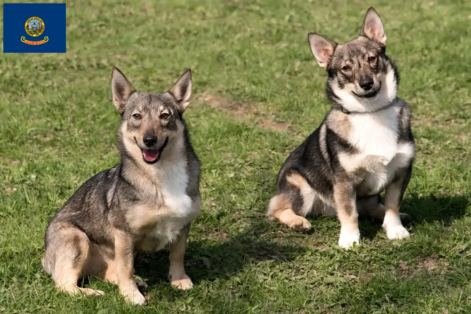 Västgötaspets puppies and breeders Idaho Here you can find Västgötaspets breeders in Idaho.