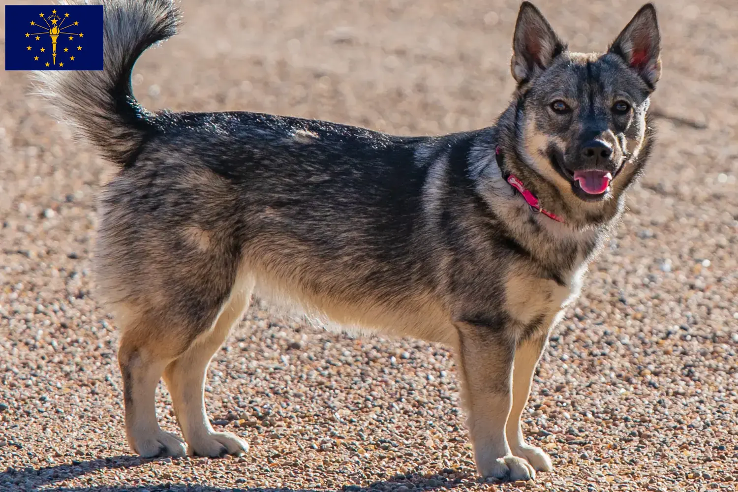Read more about the article Västgötaspets breeders and puppies in Indiana