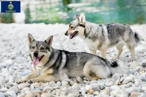 Read more about the article Västgötaspets breeders and puppies in Kansas