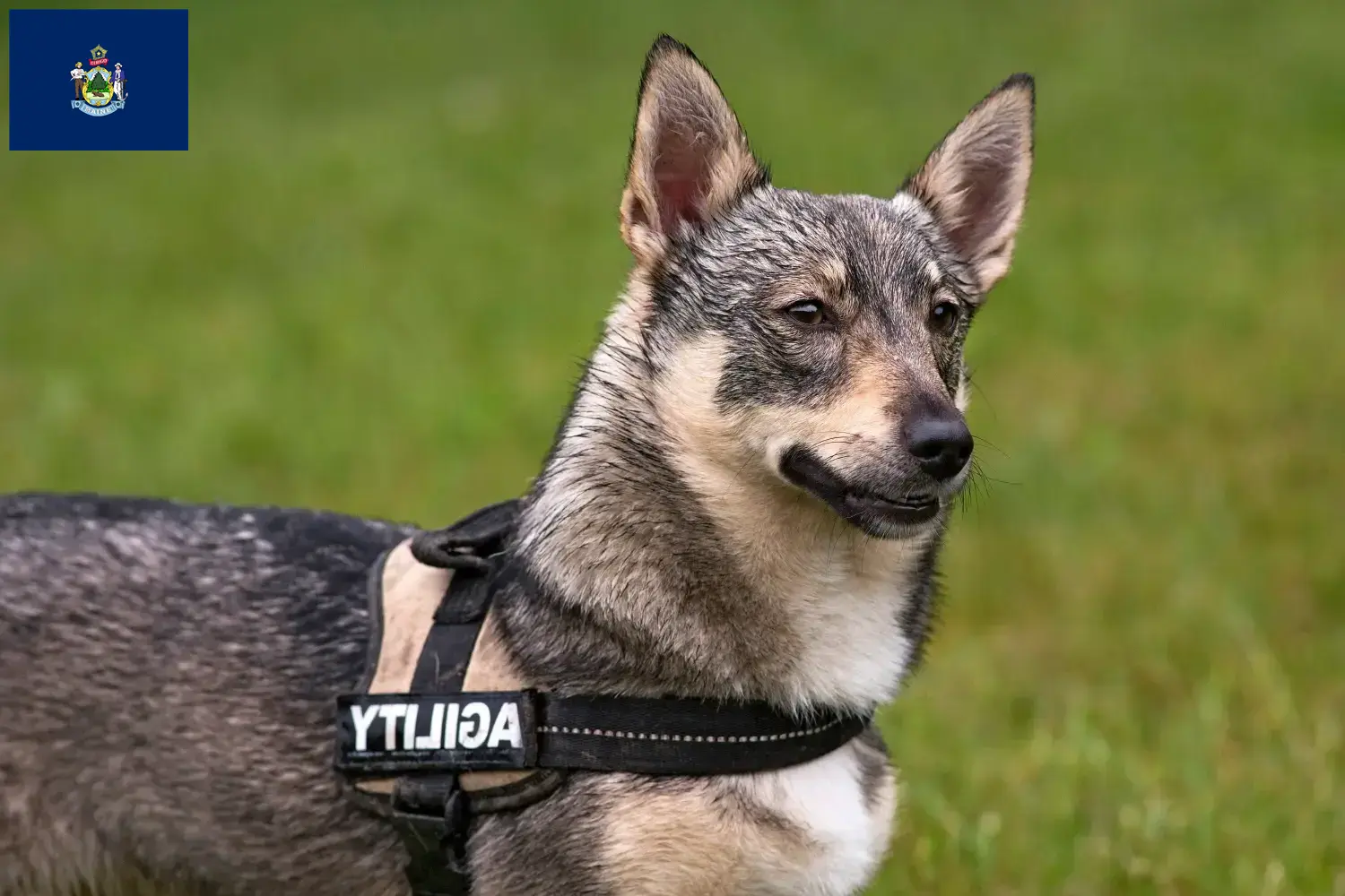 Read more about the article Västgötaspets breeders and puppies in Maine