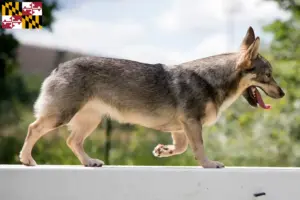 Read more about the article Västgötaspets breeders and puppies in Maryland