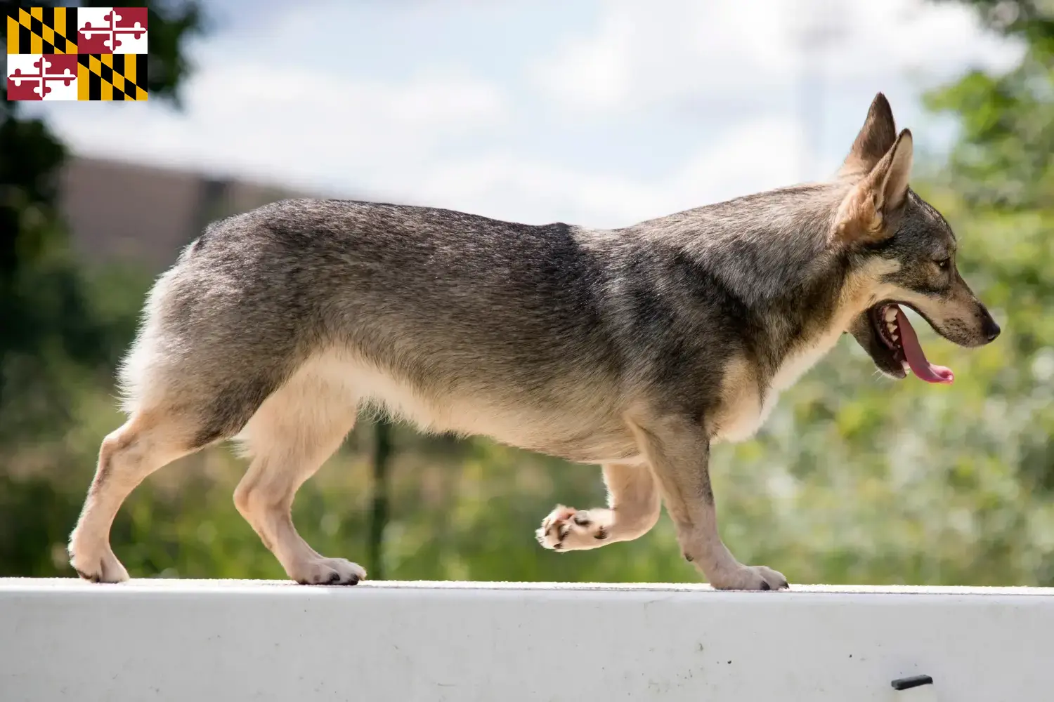 Read more about the article Västgötaspets breeders and puppies in Maryland