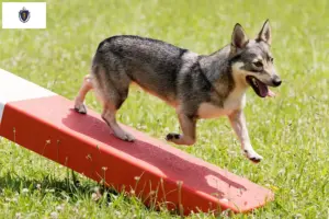 Read more about the article Västgötaspets breeders and puppies in Massachusetts