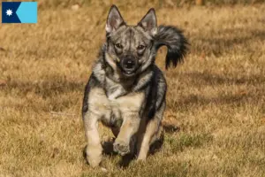 Read more about the article Västgötaspets breeders and puppies in Minnesota
