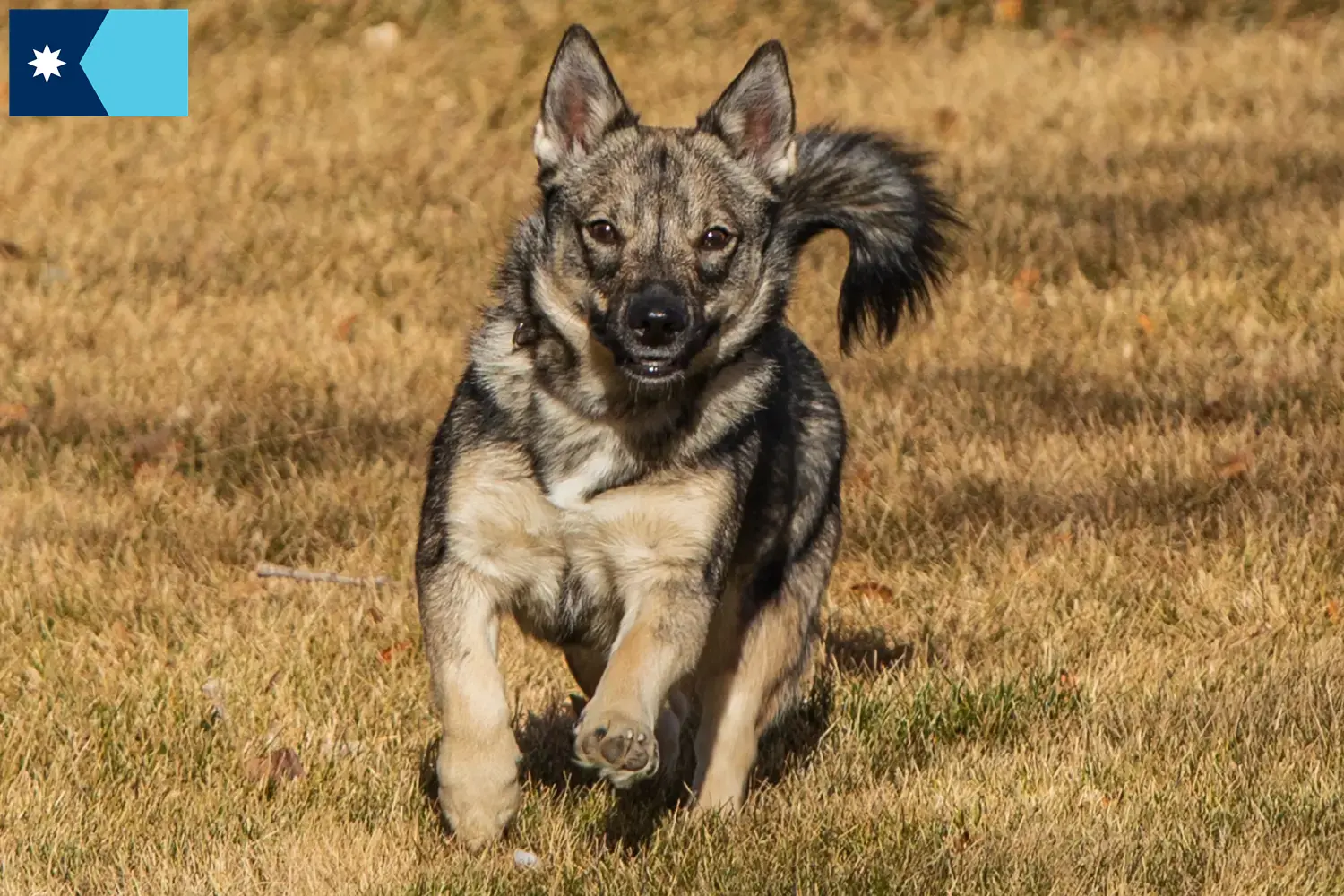 Västgötaspets puppies and breeders Minnesota Here you can find Västgötaspets breeders in Minnesota.