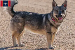 Read more about the article Västgötaspets breeders and puppies in Mississippi