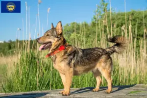 Read more about the article Västgötaspets breeders and puppies in Nebraska