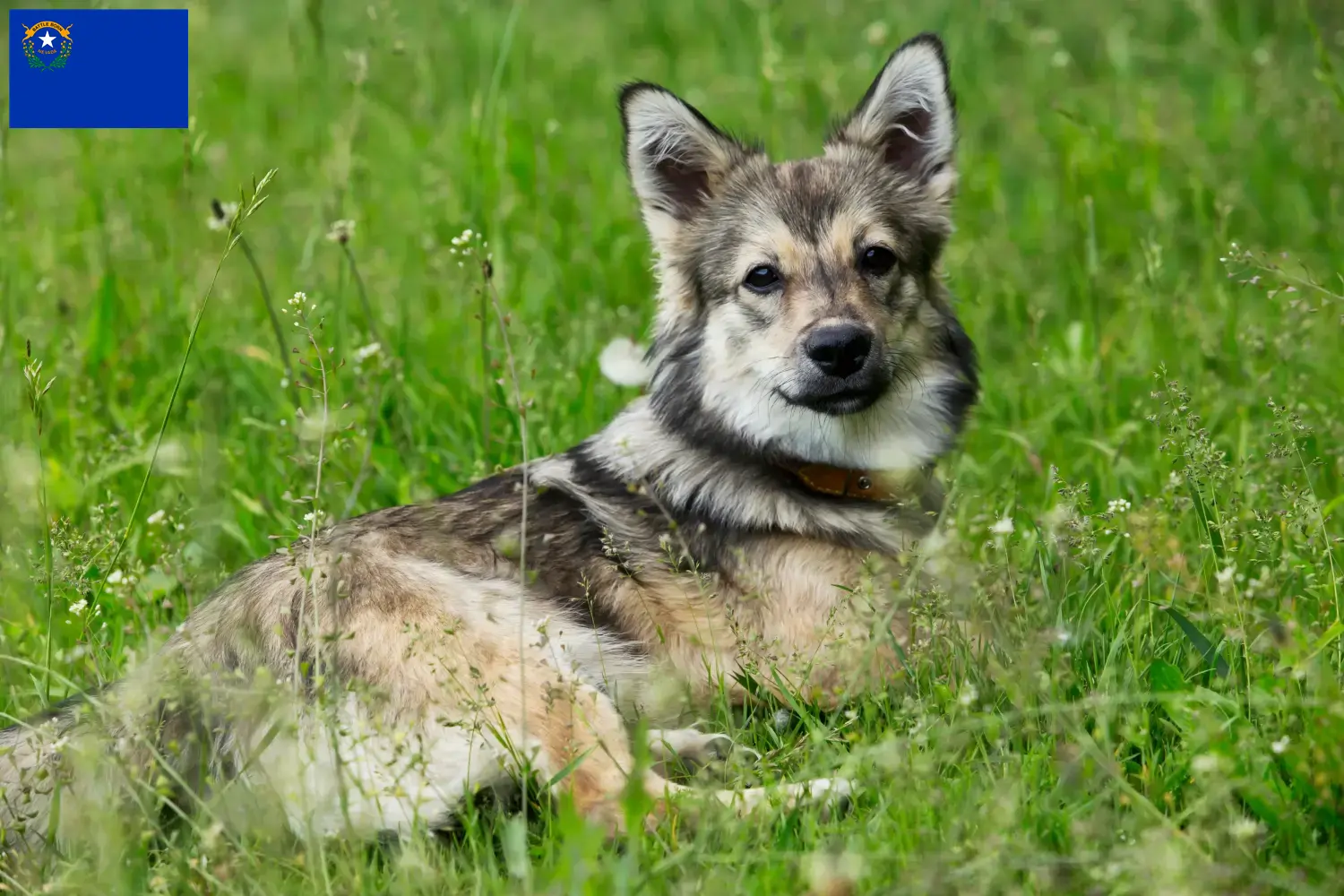 Västgötaspets puppies and breeder Nevada Here you can find Västgötaspets breeders in Nevada.