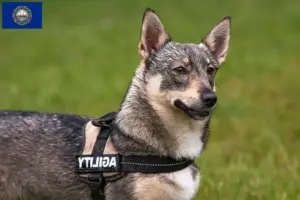 Read more about the article Västgötaspets breeders and puppies in New Hampshire