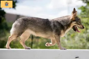 Read more about the article Västgötaspets breeders and puppies in New Jersey