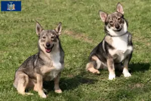 Read more about the article Västgötaspets breeders and puppies in New York