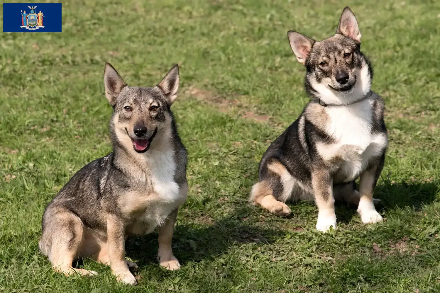 Västgötaspets puppies and breeders New York Here you can find Västgötaspets breeders in New York.