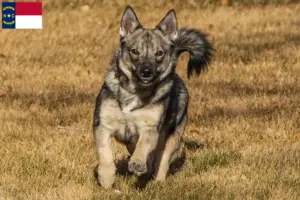 Read more about the article Västgötaspets breeders and puppies in North Carolina