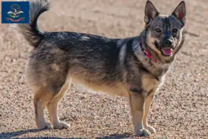 Read more about the article Västgötaspets breeders and puppies in North Dakota