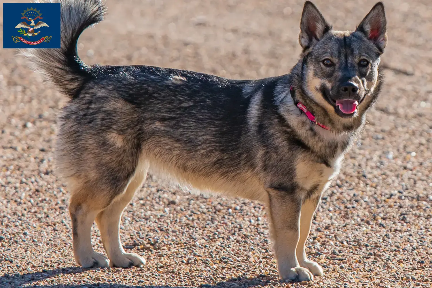 Västgötaspets puppies and breeders North Dakota Here you can find Västgötaspets breeders in North Dakota.