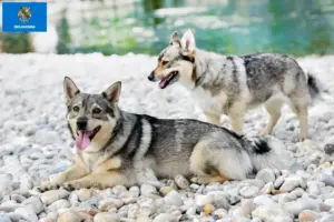 Read more about the article Västgötaspets breeders and puppies in Oklahoma