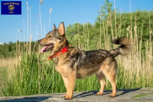 Read more about the article Västgötaspets breeders and puppies in Oregon