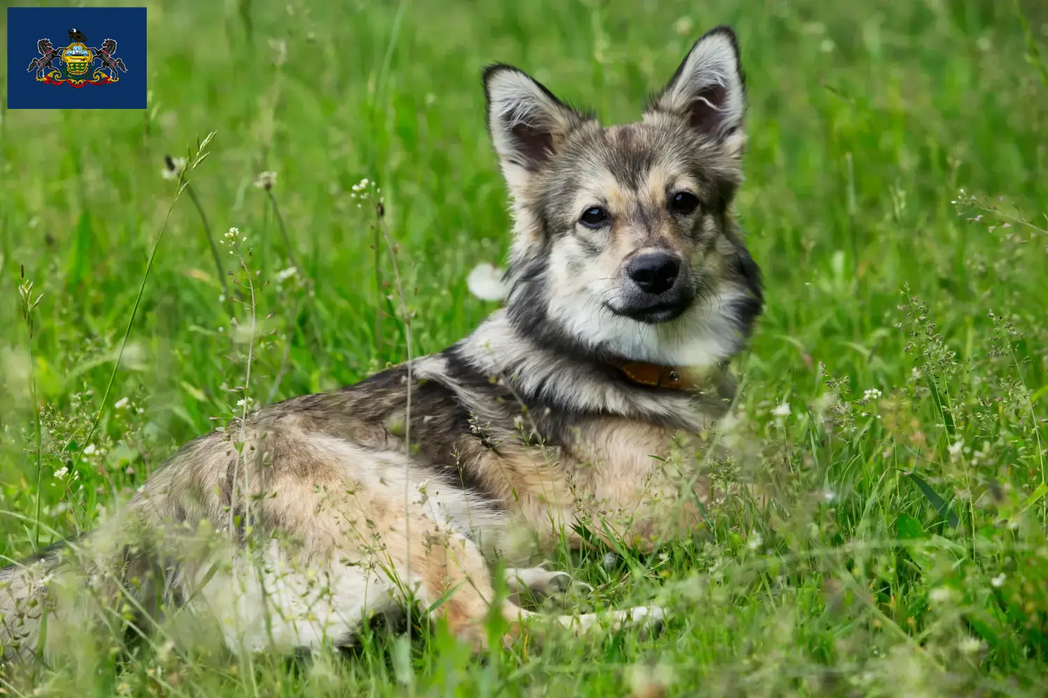 Västgötaspets puppies and breeders Pennsylvania Find Västgötaspets breeders in Pennsylvania.