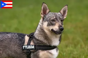 Read more about the article Västgötaspets breeders and puppies in Puerto Rico