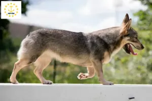 Read more about the article Västgötaspets breeders and puppies in Rhode Island